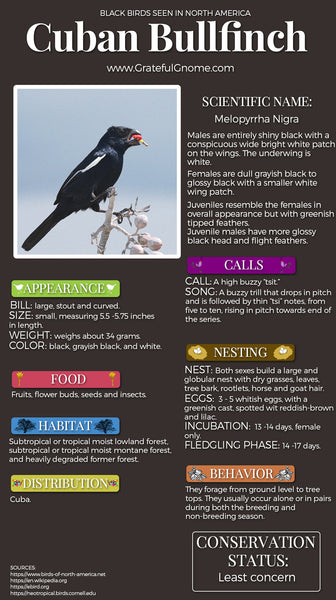 Cuban Bullfinch Infographic