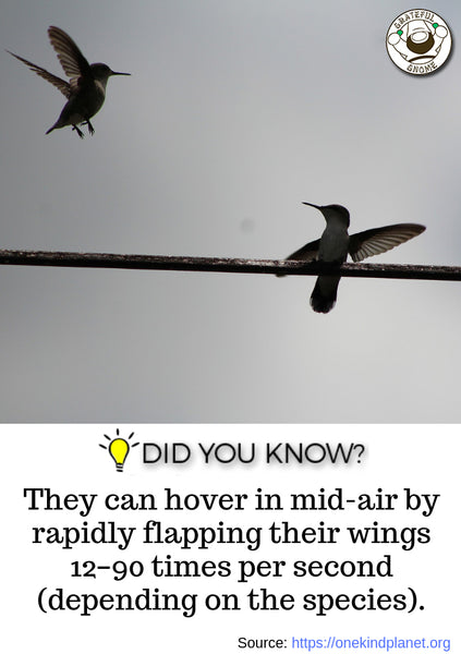 amazing hummingbird fact