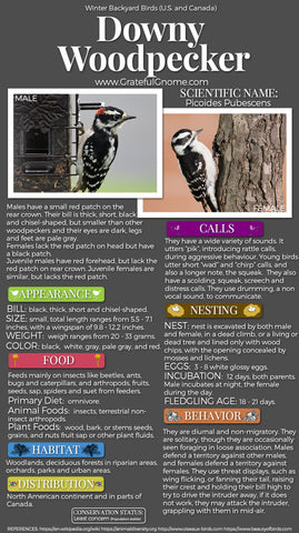 Downy Woodpecker Infographics