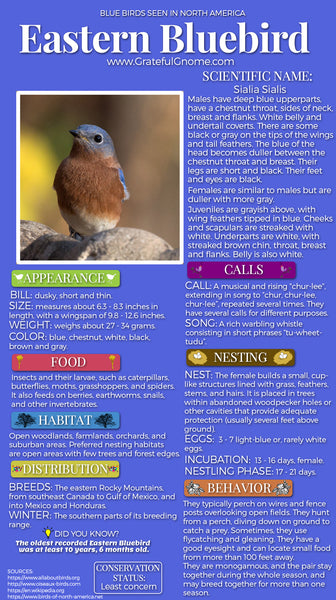 Eastern Bluebird Infographic