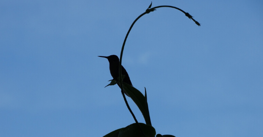 critically endangered hummingbird species