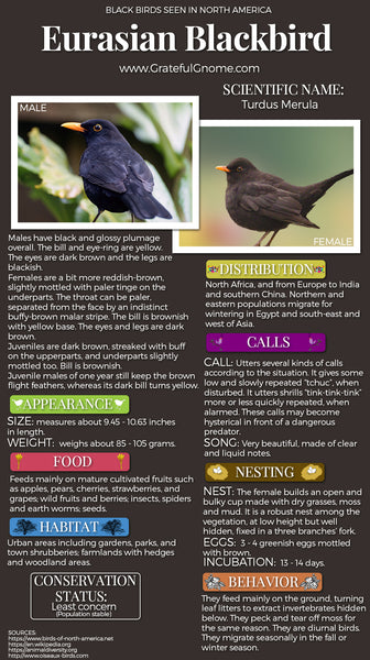 Eurasian Blackbird Infographic