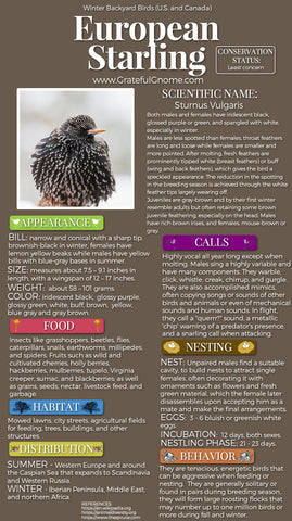 European Starling Infographic