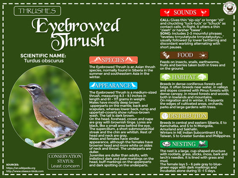 Eyebrowed Thrush Infographic