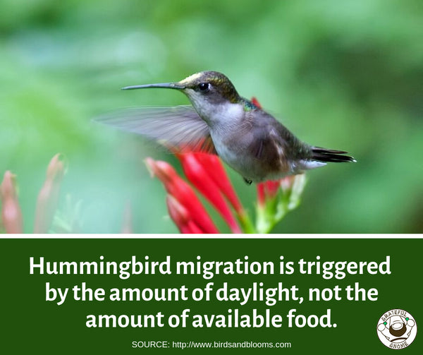 hummingbird migration in fall