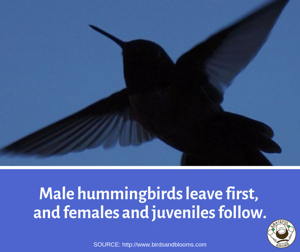 Fascinating Fact About Hummingbird Fall Migration 