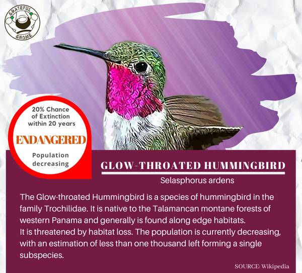 Glow-throated Hummingbird