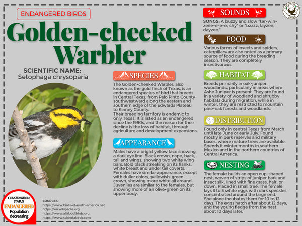 Golden-cheeked Warbler