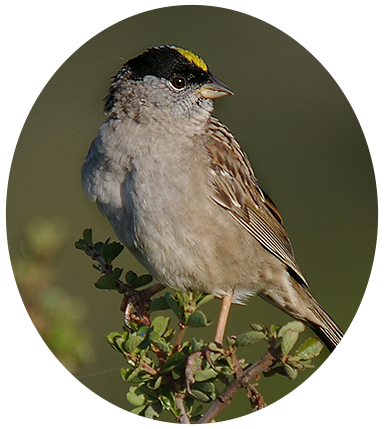 Golden-crowned  Sparrow