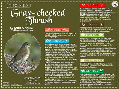 Gray-cheeked Thrush Infographic