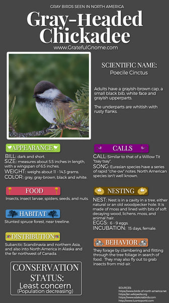 Gray-headed Chickadee Infographic