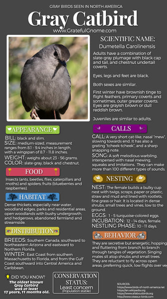 Gray Catbird Infographic