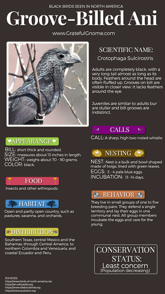 Groove-Billed Ani Infographic