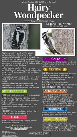 Hairy Woodpecker Infographic