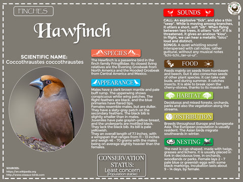 Hawfinch Infographic