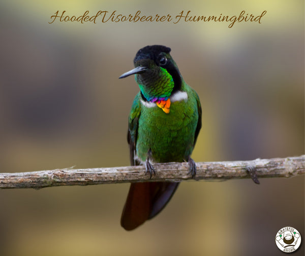 Hooded Visorbearer Hummingbird