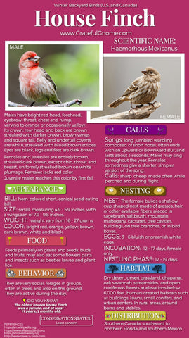 House Finch Infographic