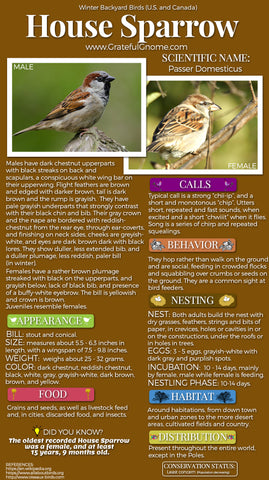 House Sparrow Infographic