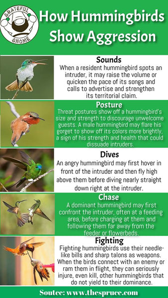 How Hummingbirds Show Aggression