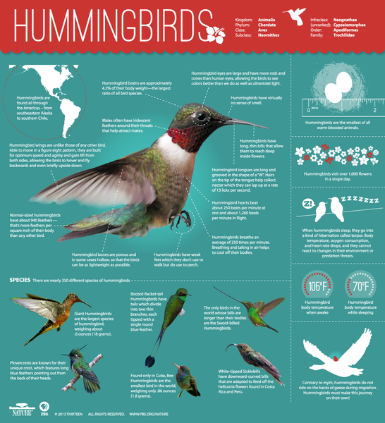 Hummingbird-Infographic