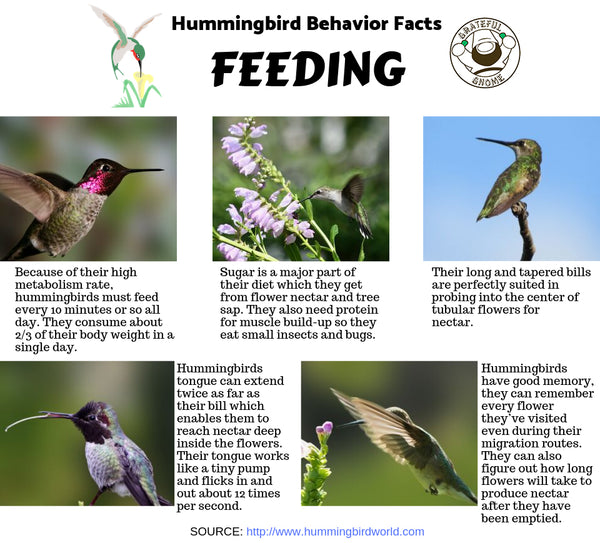 Hummingbird Behavior 