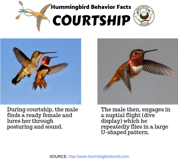 Hummingbird Behavior 