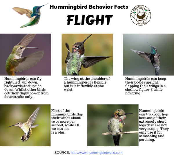 Hummingbird Behavior Facts