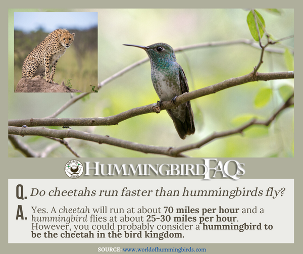 hummingbird faqs