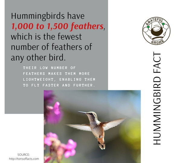 Hummingbird Fact 