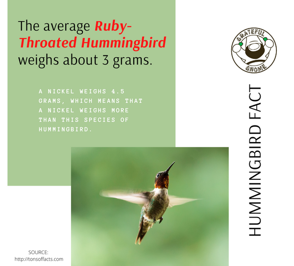 Hummingbird Fact 