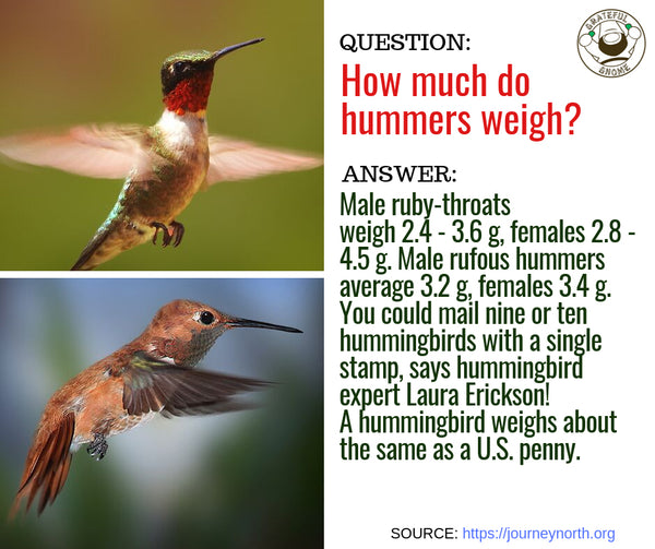 hummingbird characteristics Q&A