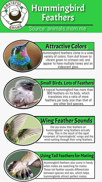 Hummingbird Feathers