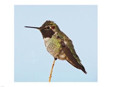 Hummingbird First-Aid-Adults