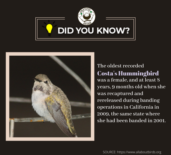 Hummingbird Trivia 