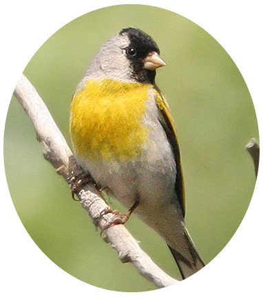 Lawrence’s Goldfinch 