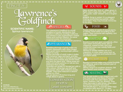 Lawrence’s Goldfinch Infographic