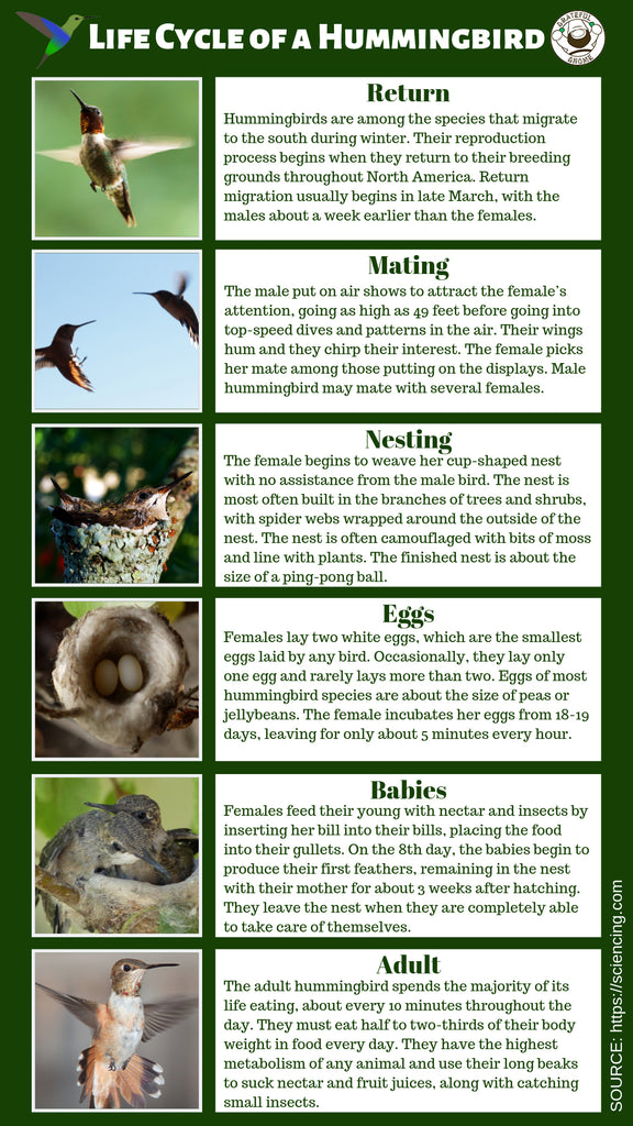 Life Cycle of a Hummingbird