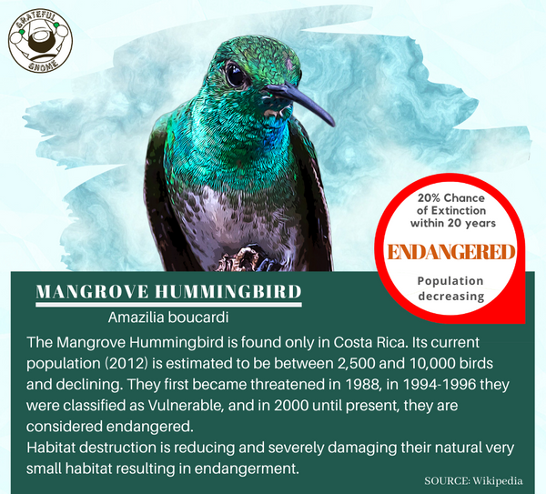 Mangrove Hummingbird 
