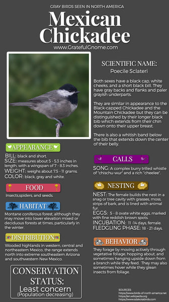 Mexican Chickadee Infographic