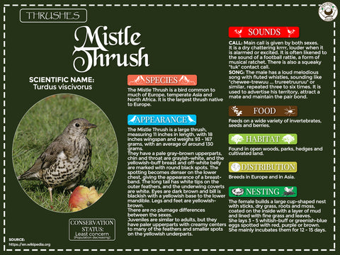 Mistle Thrush Infographic