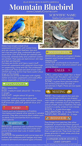 Mountain Bluebird Infographic