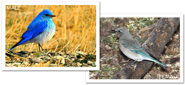 Mountain Bluebird