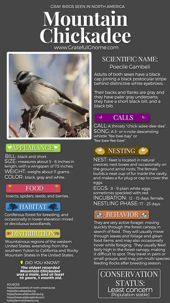 Mountain Chickadee Infographic