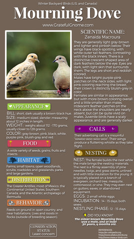 Mourning Dove Infographic