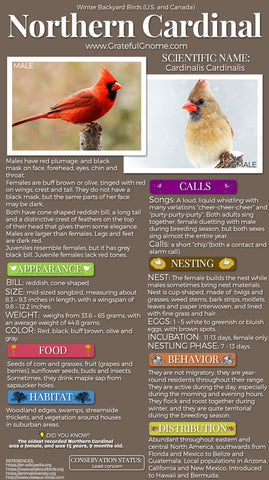 Northern Cardinal Infographic