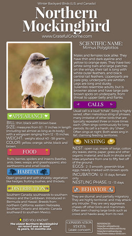 Northern Mockingbird Infographic