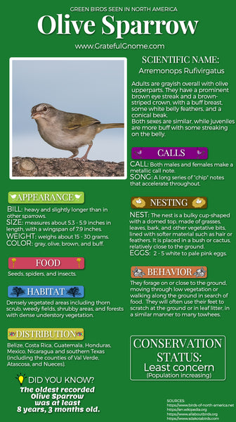 Olive Sparrow Infographic