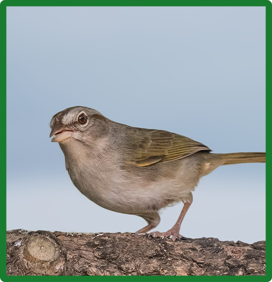Olive Sparrow 