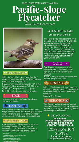 Pacific-slope Flycatcher Infographic