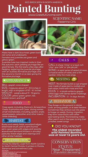 Painted Bunting Infographic